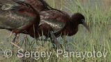 Video of Glossy Ibis - Glossy Ibis finding eat in Shabla lake